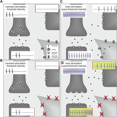 Sensitization of supra-threshold pain responses—Translational aspects and mechanisms